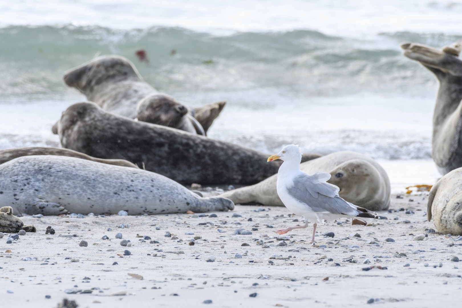 Möwe - Abschreiten