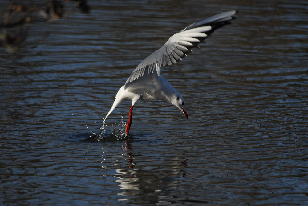 Möwe Absprung