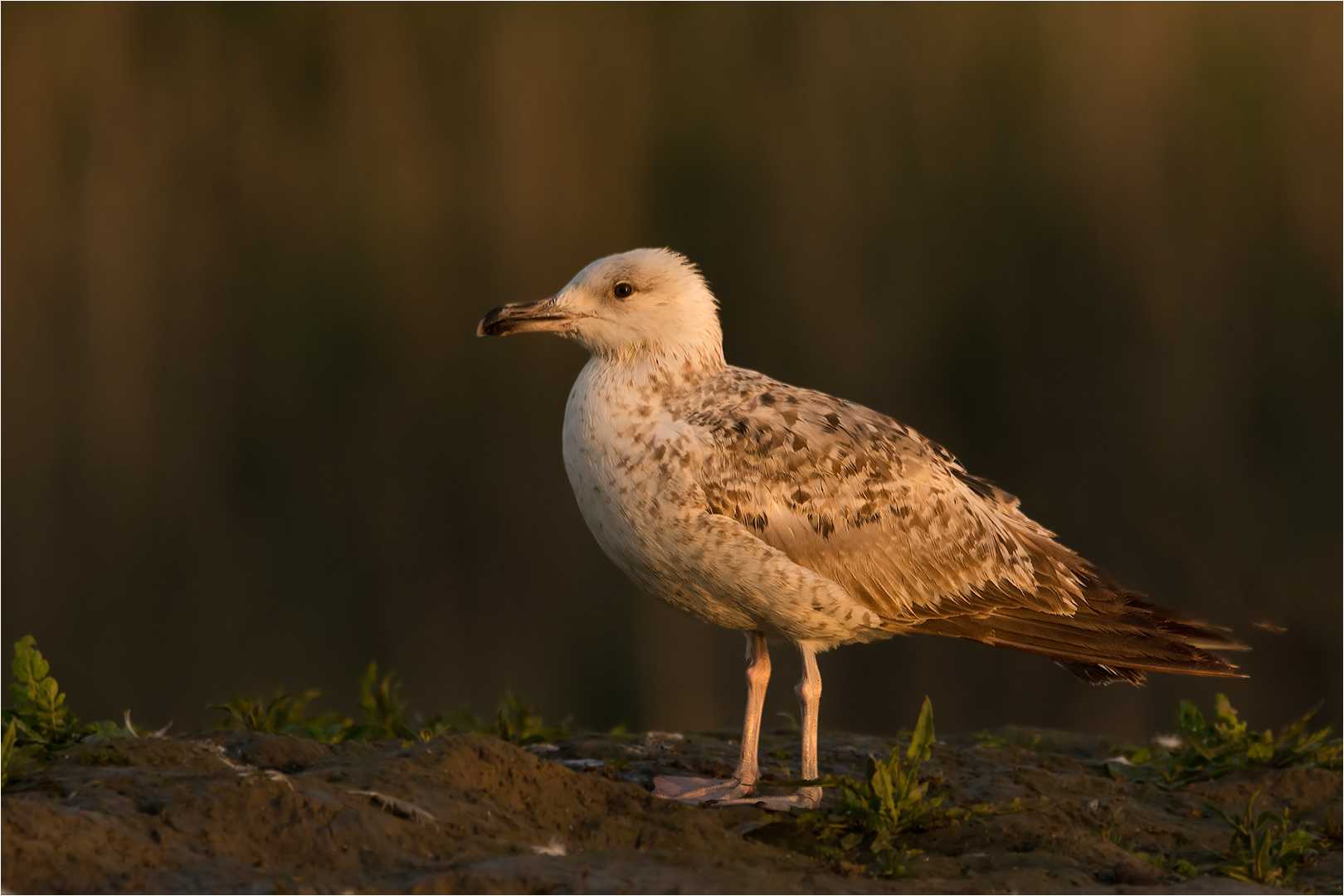 Möwe