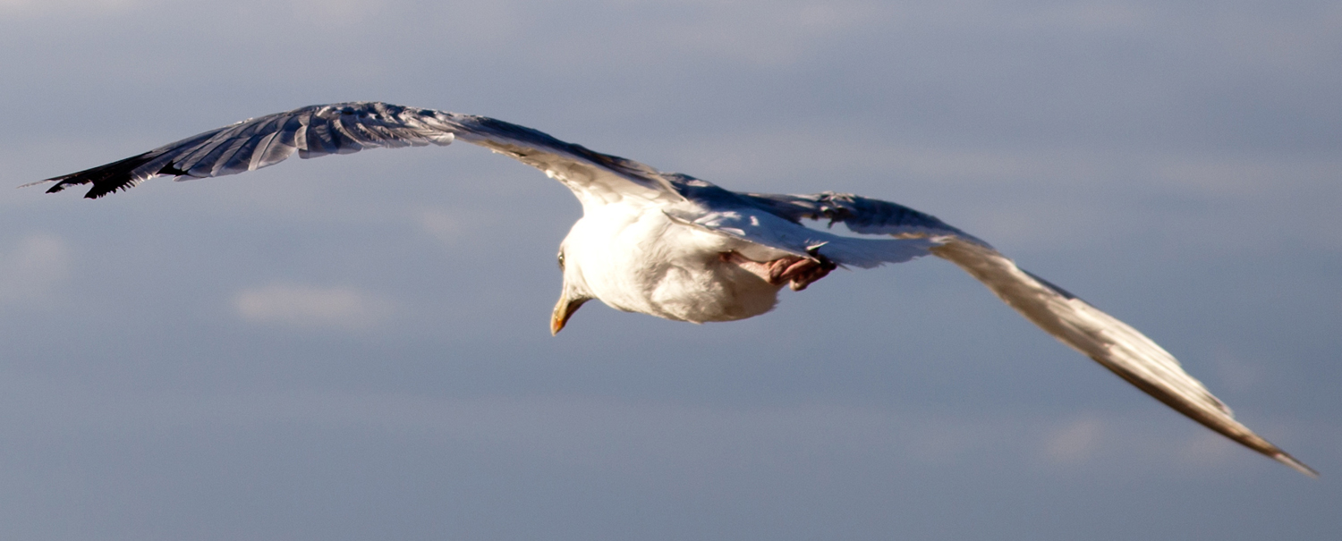 Möwe ahoi