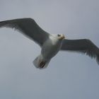 Möwe als Begleitschutz