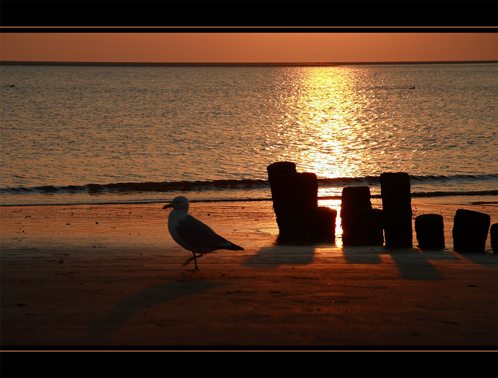 Möwe am Abend