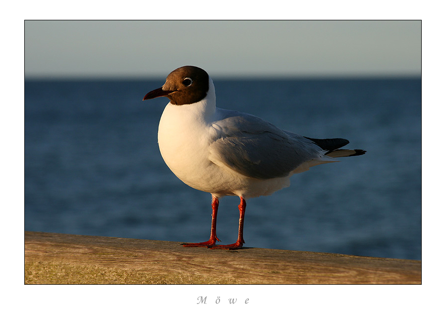 Möwe am Abend