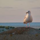 Möwe am Abend auf Borkum im August 2015