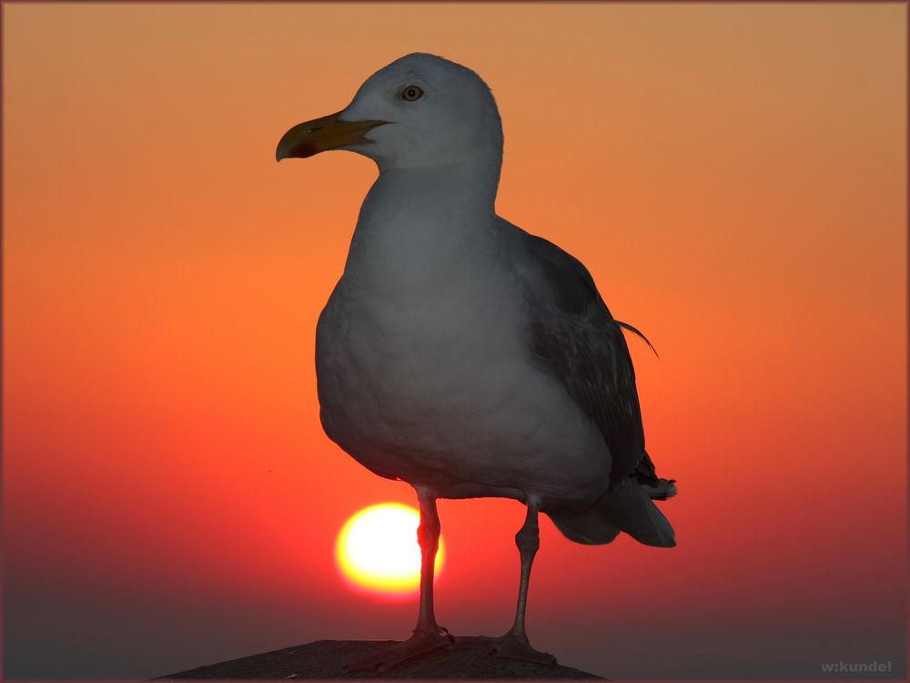 Möwe am Abend