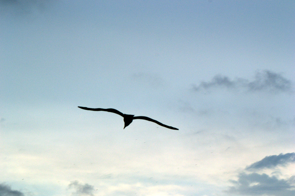 Möwe am Abendhimmel