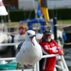 Möwe am alten Strom