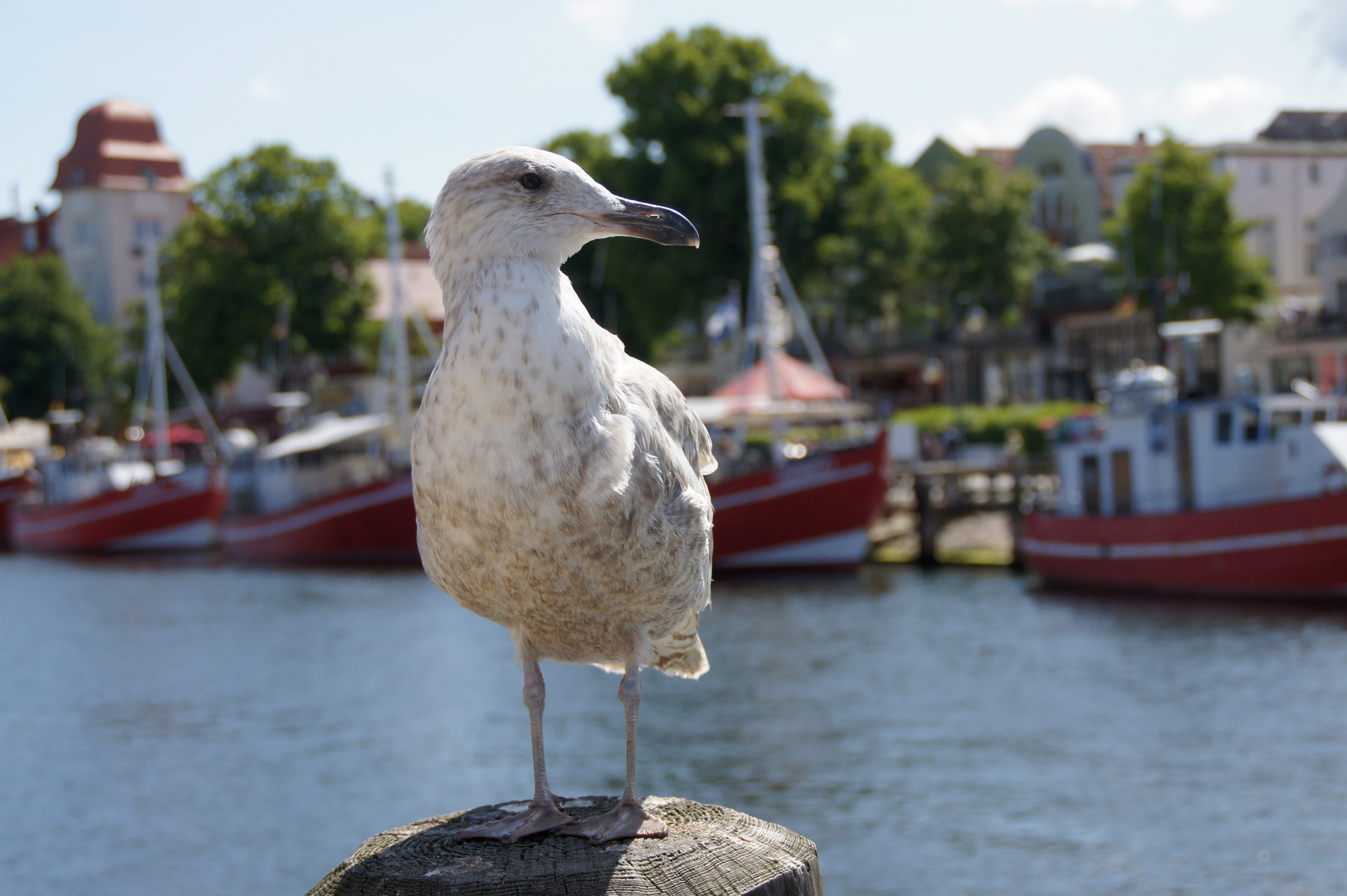 Möwe am alten Strom