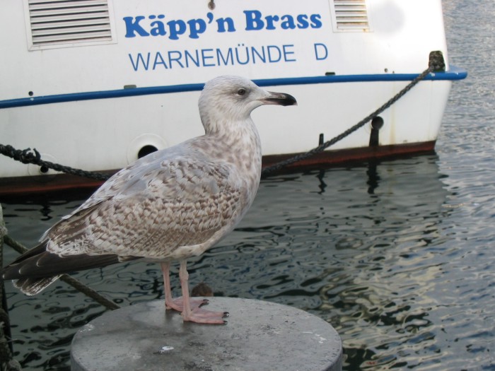 Möwe am Alten Strom Warnemünde