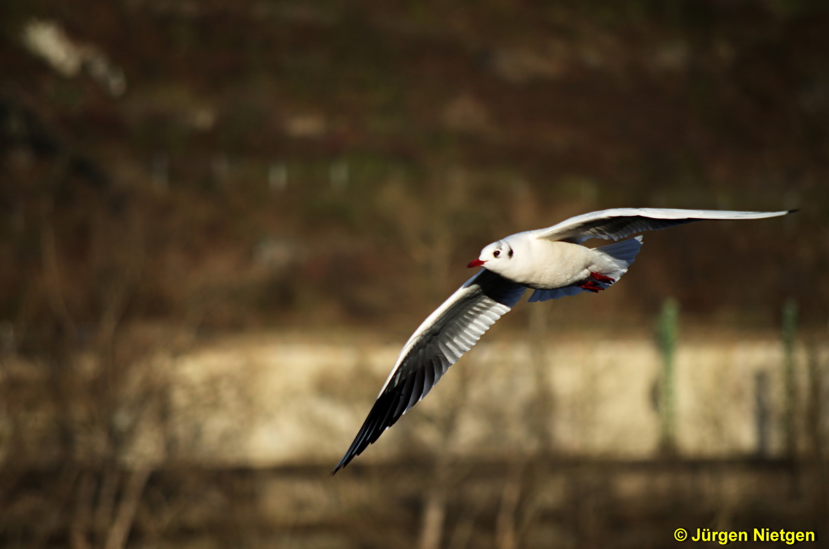 Möwe am Andernacher Rheinufer (2)