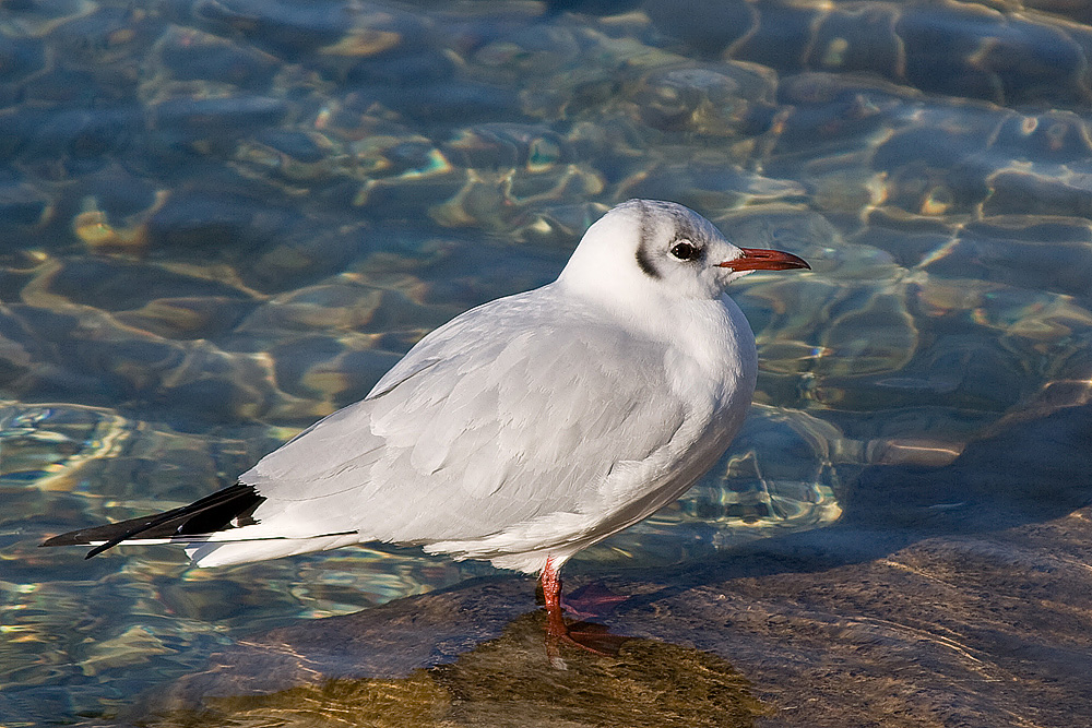 Möwe am Attersee