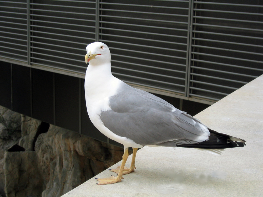 Möwe am Bahnhof von Monaco