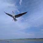 Möwe am Baikalsee 