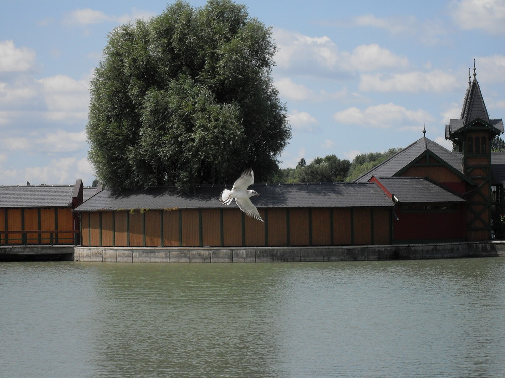 Möwe am Balaton