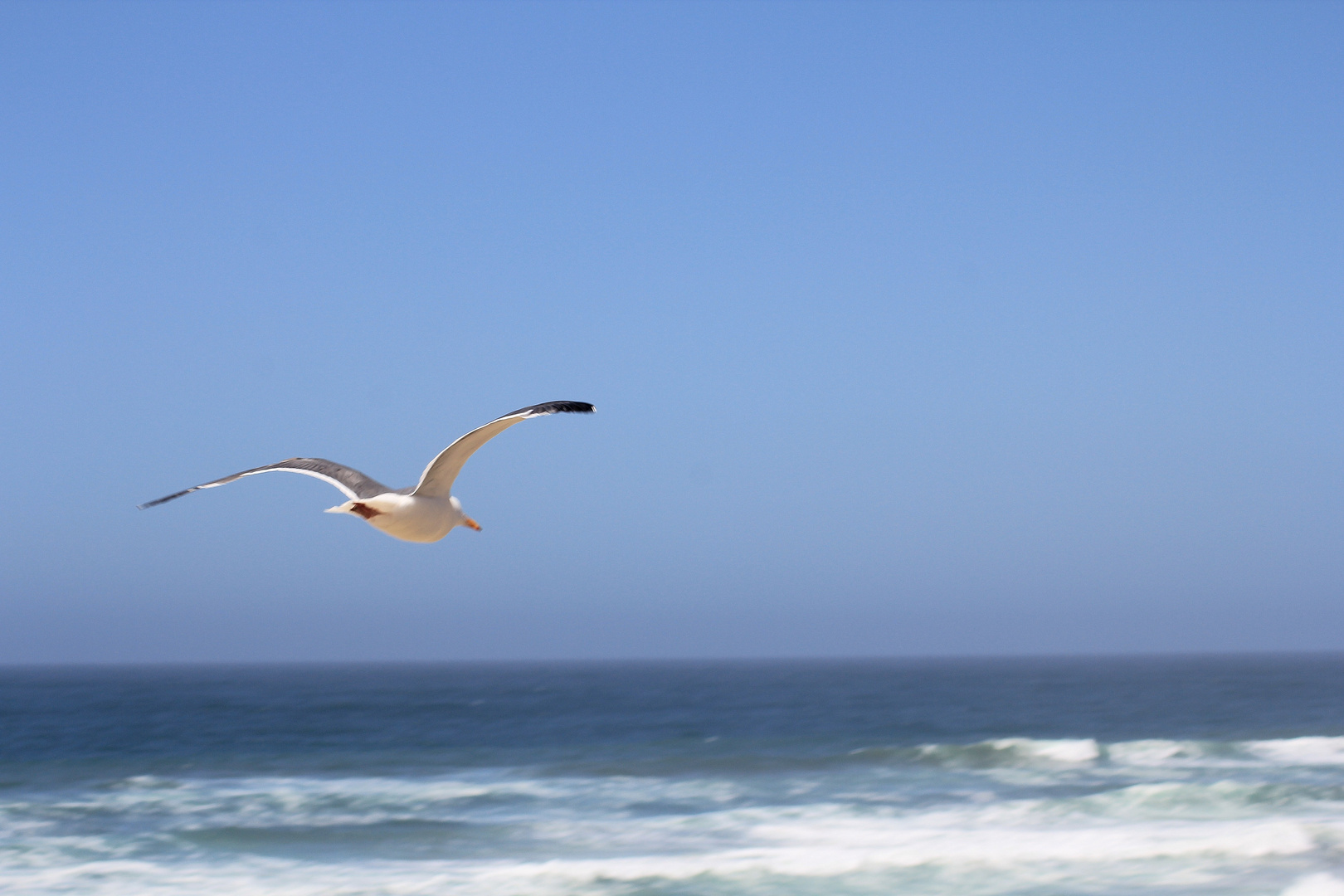 Möwe am Big Sur