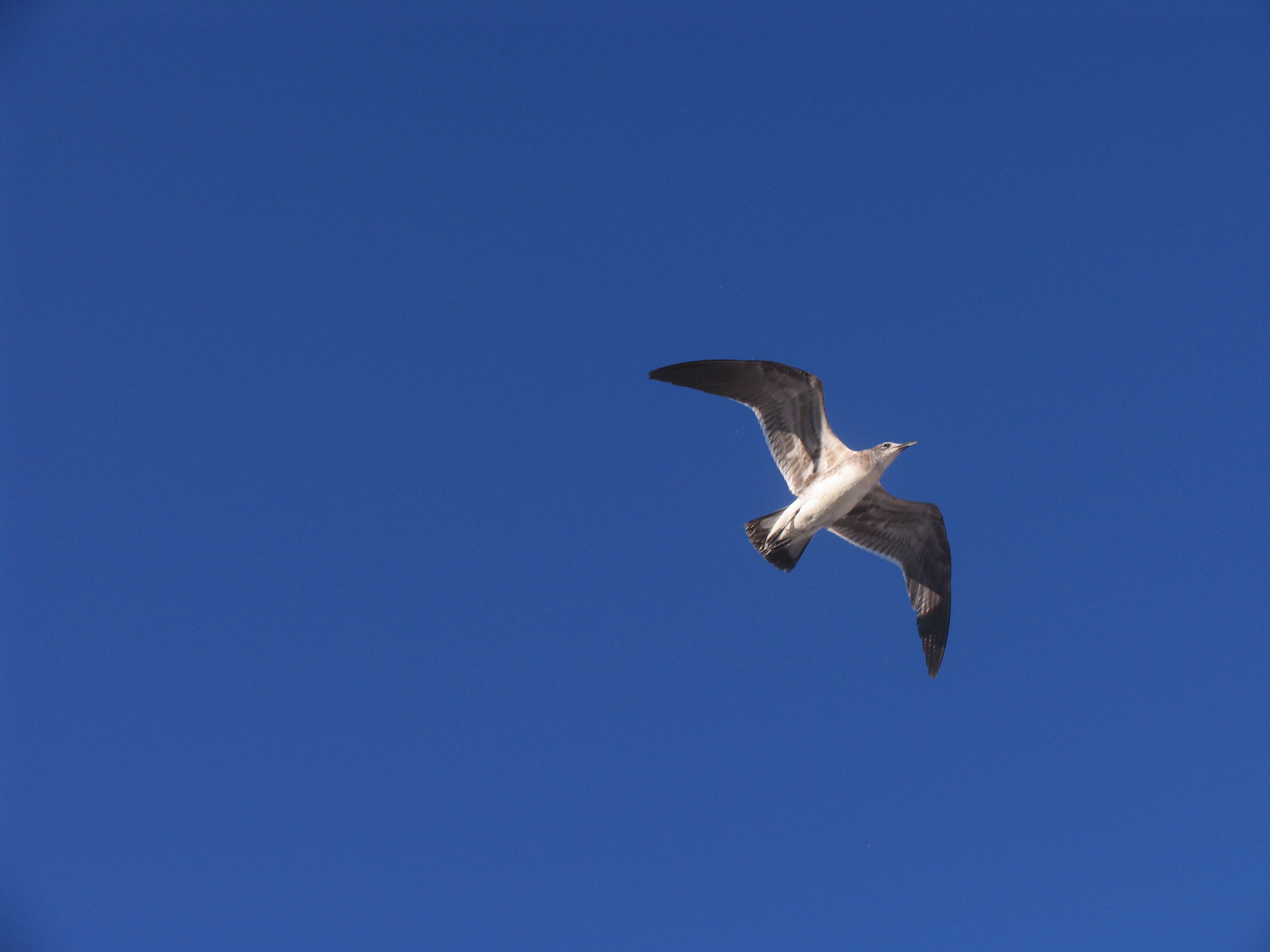 Möwe am blauen Himmel