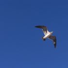 Möwe am blauen Himmel