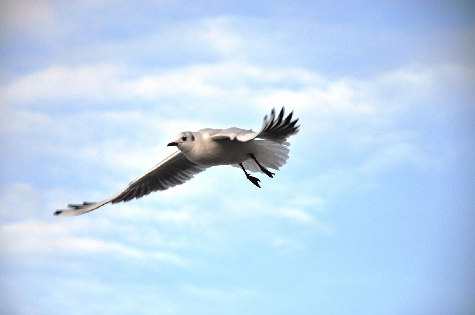 Möwe am blauen Himmel