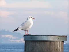 Möwe am Bodensee