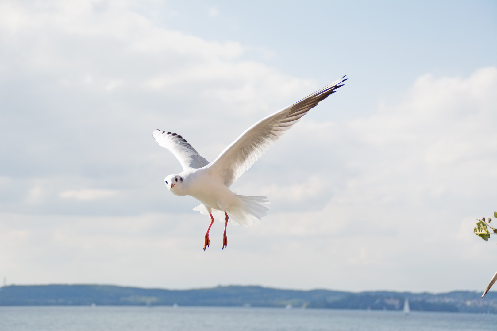 Möwe am Bodensee