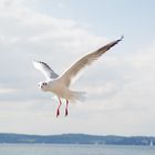 Möwe am Bodensee