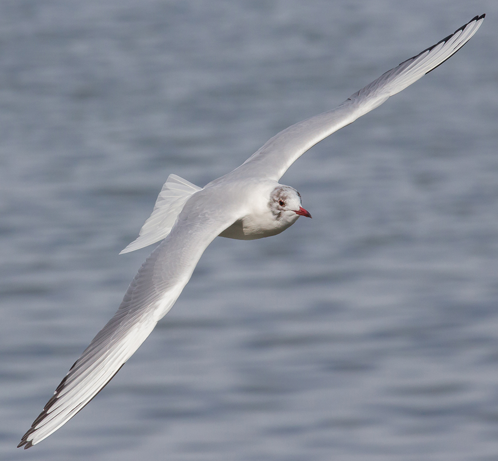 Möwe am Bodensee