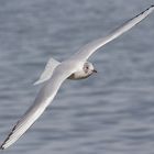 Möwe am Bodensee