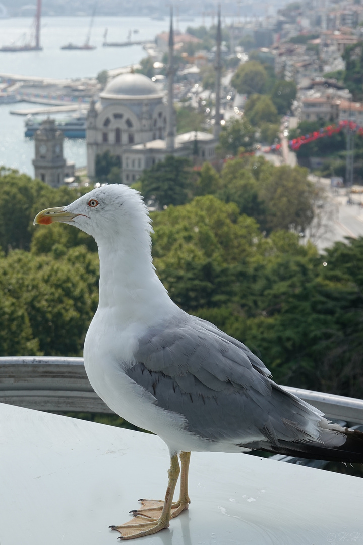 Möwe am Bosporus