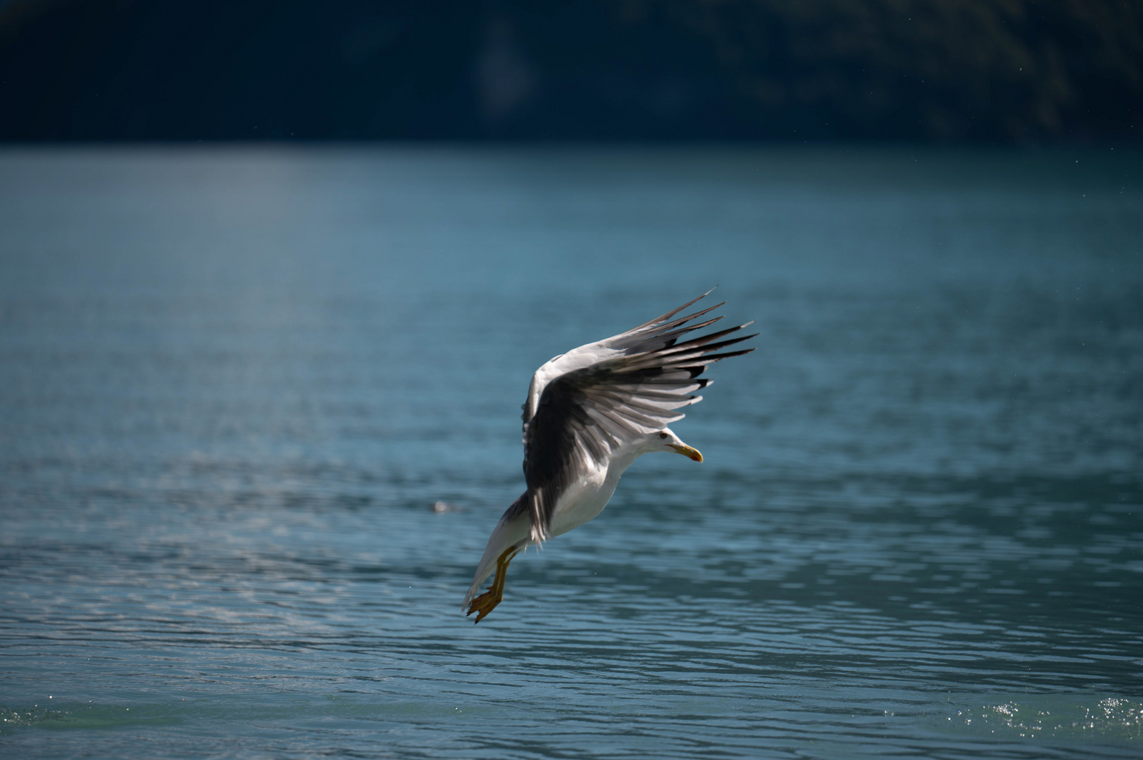 Möwe am Brienzersee