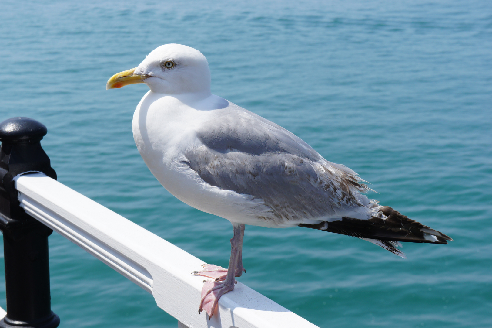 Möwe am Brighton Pier