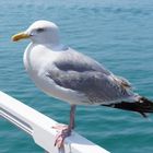 Möwe am Brighton Pier