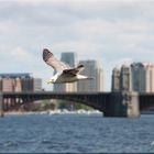 Möwe am Charles River i. Boston