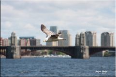 Möwe am Charles River i. Boston