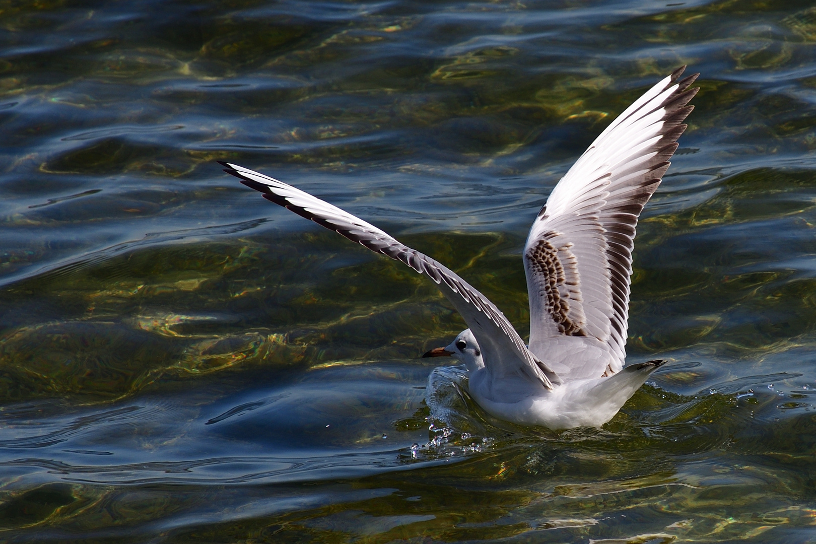 Möwe am Chiemsee