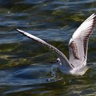 Möwe am Chiemsee