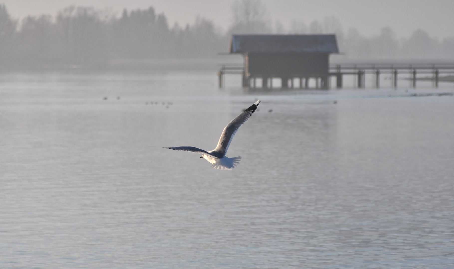 Möwe am Chiemsee