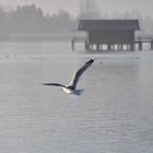 Möwe am Chiemsee