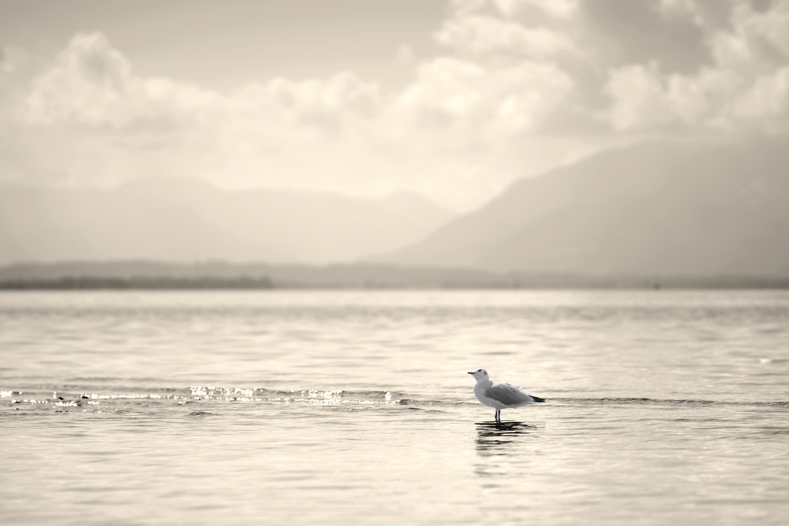 Möwe am Chiemsee