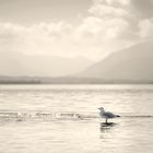 Möwe am Chiemsee