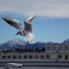 Möwe am Chiemsee