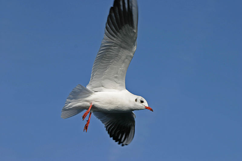 Möwe am Chiemsee leider war das Schiff etwas unruig.