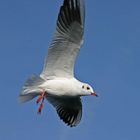 Möwe am Chiemsee leider war das Schiff etwas unruig.