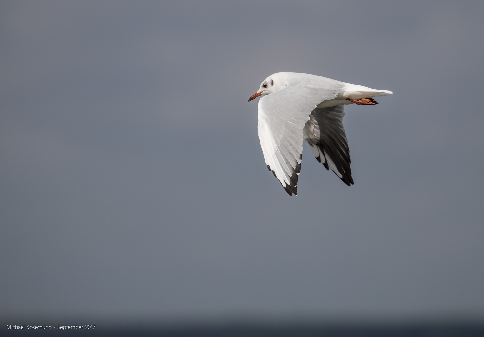 Möwe am dunklen Himmel