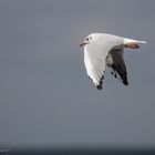 Möwe am dunklen Himmel