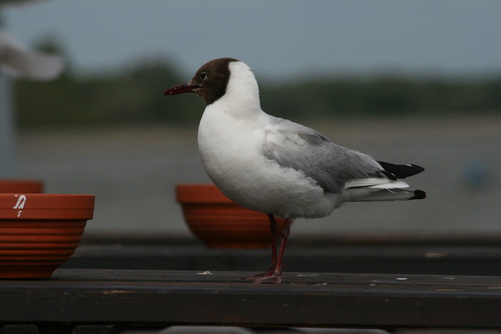 Möwe am Eidersperrwerk