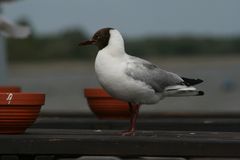 Möwe am Eidersperrwerk