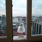 Möwe am Fenster