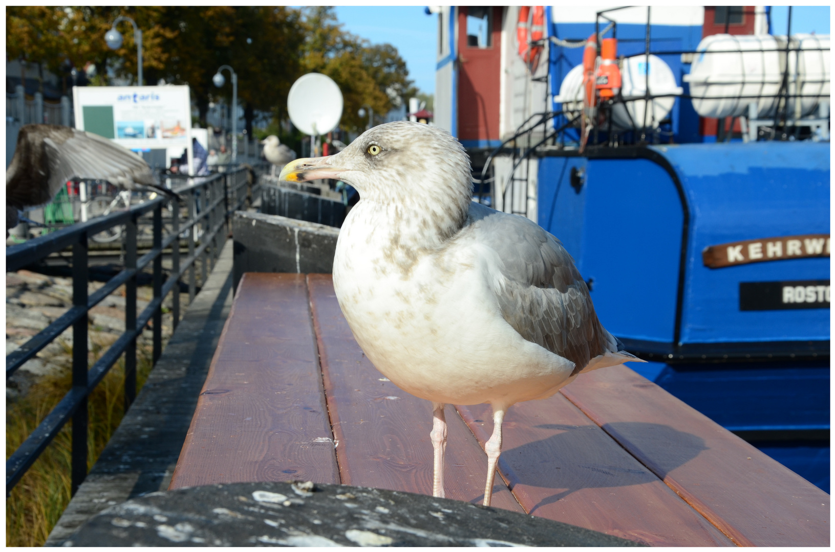 Möwe am Fischimbis