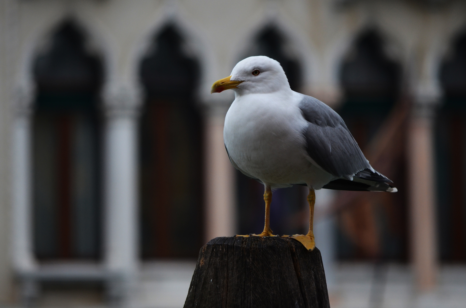 Möwe am Fischmarkt