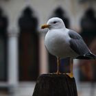 Möwe am Fischmarkt